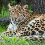 Zdjęcie przedstawiające Pantera. InterpretacjePiosenek.pl - Największa baza interpretacji piosenek w Polsce.