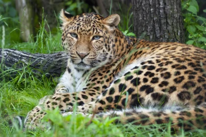 Zdjęcie przedstawiające Pantera. InterpretacjePiosenek.pl - Największa baza interpretacji piosenek w Polsce.