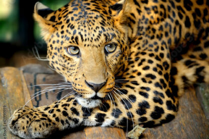 Zdjęcie przedstawiające Pantera. InterpretacjePiosenek.pl - Największa baza interpretacji piosenek w Polsce.